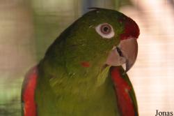 Tel Aviv Bird Park Zapari
