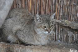 Abu-Kabir University Zoo (P)