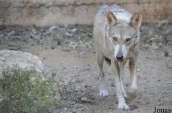 Abu-Kabir University Zoo (P)
