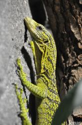 Reptilium Terrarien- und Wüstenzoo