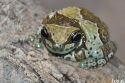 Reptilium Terrarien- und Wüstenzoo