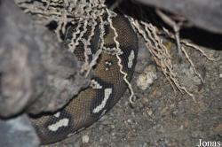 Reptilium Terrarien- und Wüstenzoo