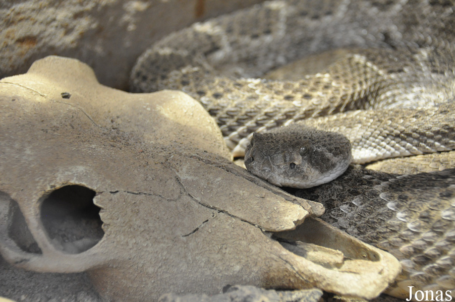Reptilium Terrarien- und Wüstenzoo