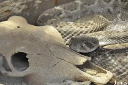 Reptilium Terrarien- und Wüstenzoo