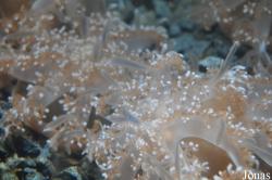 Scarborough Sea Life Sanctuary