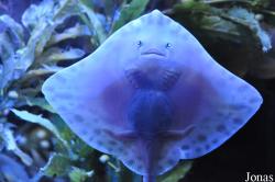 Scarborough Sea Life Sanctuary
