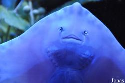 Scarborough Sea Life Sanctuary