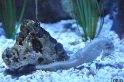 Hippocampus guttulatus