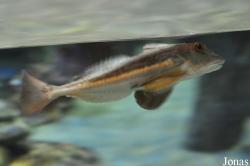 Anglesey Sea Zoo