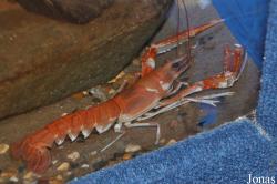 Nephrops norvegicus