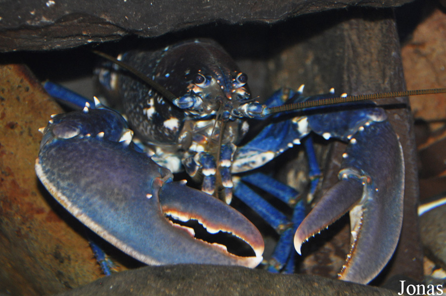 Anglesey Sea Zoo