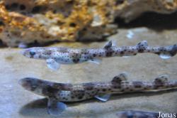 Anglesey Sea Zoo