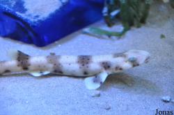 Anglesey Sea Zoo