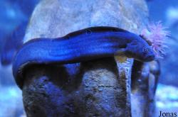 Pholidae
