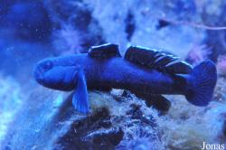 Anglesey Sea Zoo