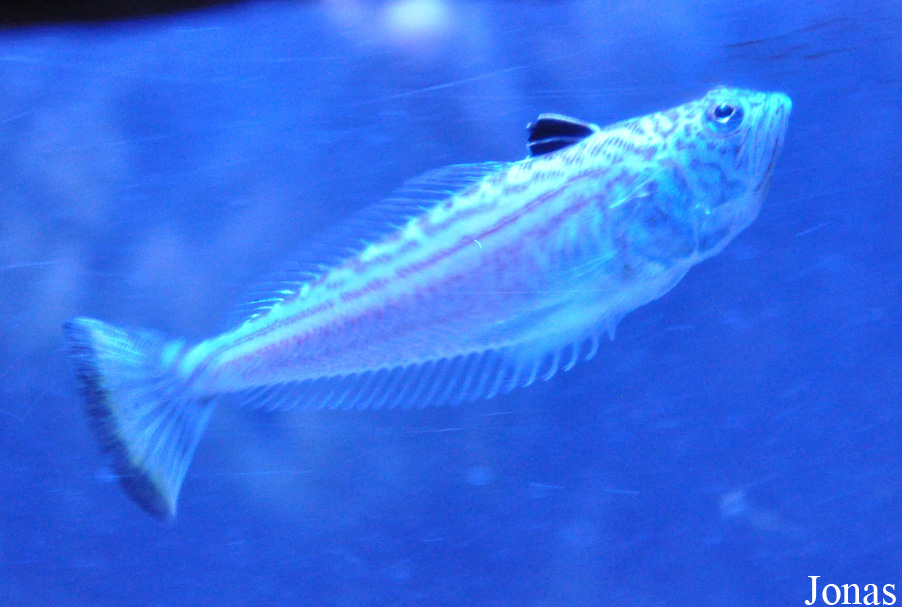 Anglesey Sea Zoo