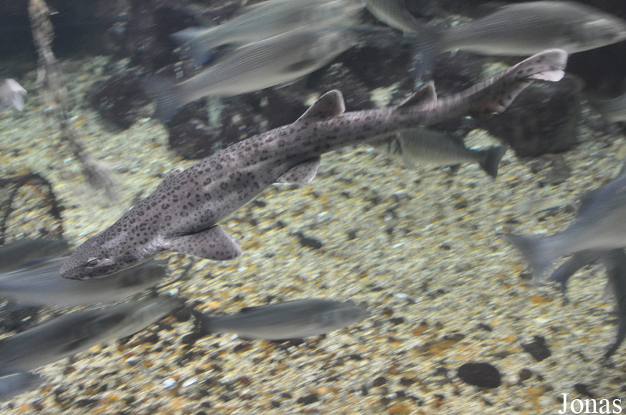 Anglesey Sea Zoo
