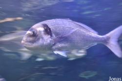 Anglesey Sea Zoo
