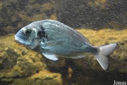 Sparidae