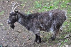 Chèvre Welsh Mountain Goat
