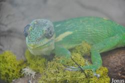 Welsh Mountain Zoo