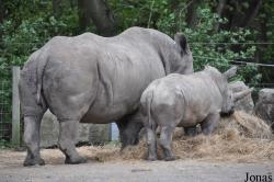 Knowsley Safari Park