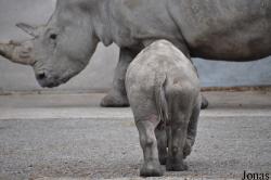 Knowsley Safari Park