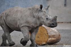 Knowsley Safari Park