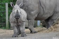 Knowsley Safari Park