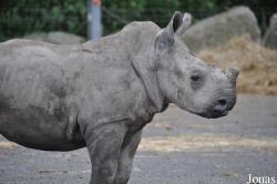 Knowsley Safari Park