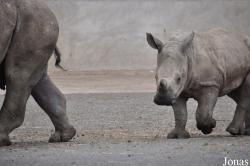 Knowsley Safari Park