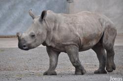 Knowsley Safari Park