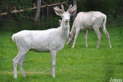 Wildpark Eekholt