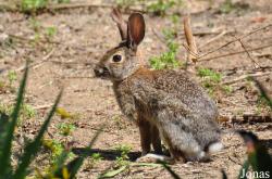 Sylvilagus audubonii