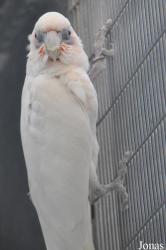 Emerald Forest Bird Gardens (P)
