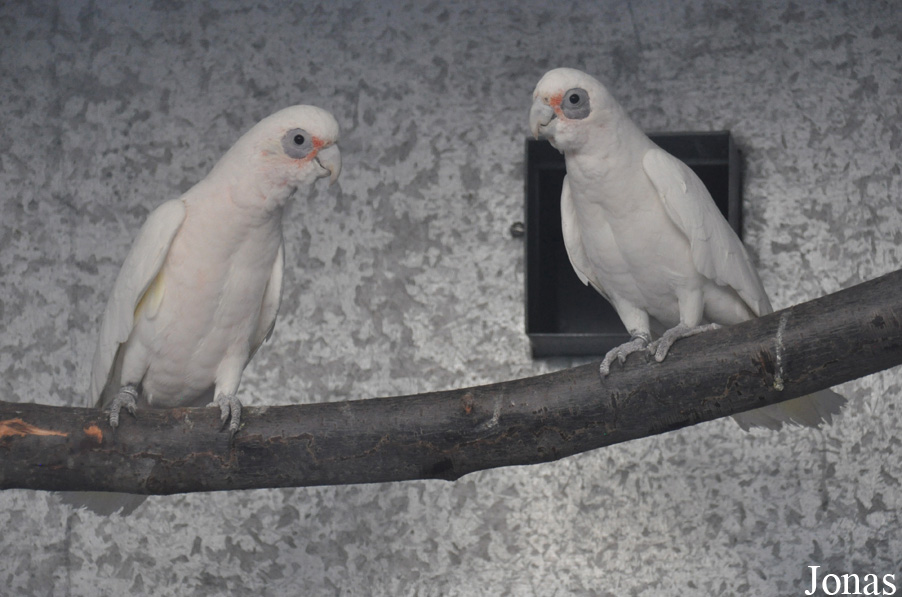 Emerald Forest Bird Gardens (P)