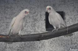 Emerald Forest Bird Gardens (P)