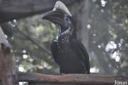 Emerald Forest Bird Gardens (P)