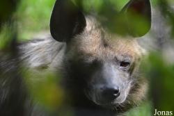 Hyaena hyaena dubbah