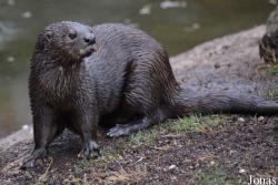 Lutra maculicollis
