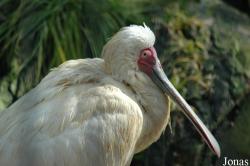 Platalea alba