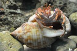 Paguridae