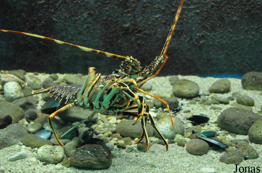 Corfu Aquarium