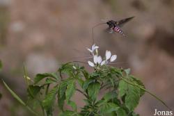 Bombyliidae