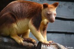 Dendrolagus goodfellowi buergersi