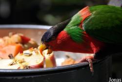 San Diego Zoo
