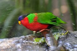 San Diego Zoo