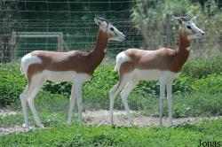 Parque de Rescate de Fauna Sahariana