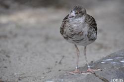 San Diego Zoo