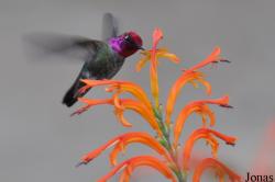 Calypte anna